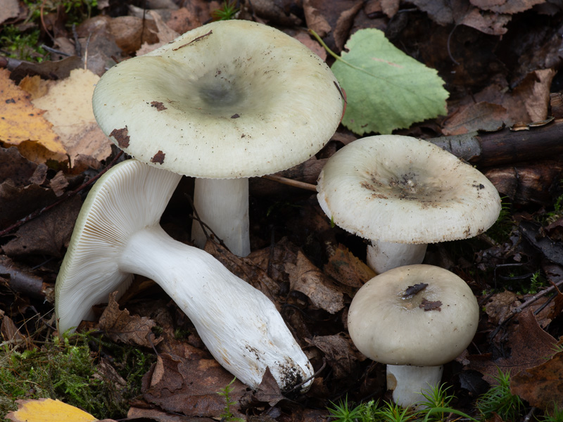 Russula aeruginea